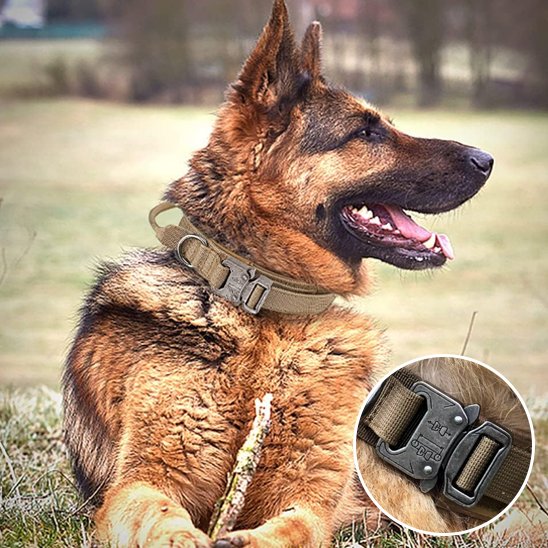 Berger allemand couché portant collier pour chien tactique détails