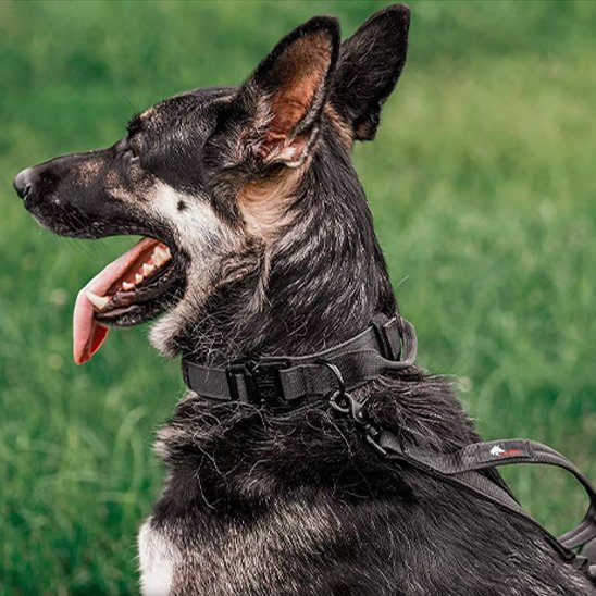 Berger allemand couché portant collier pour chien tactique 2