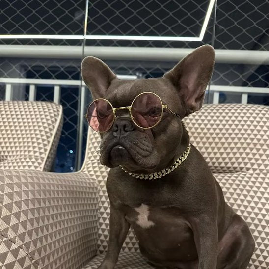 Bulldog avec collier chien Spark et lunettes