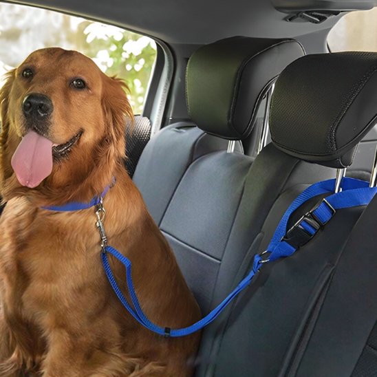 chienr assis portant laisse chien sécurité voiture