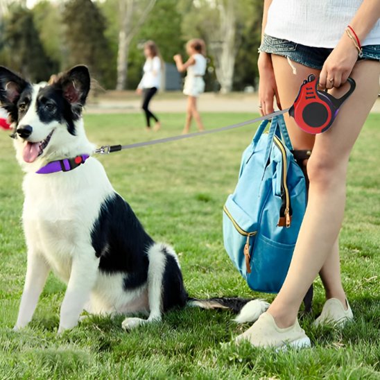 chien au pied portant laisse pour chien FreedomFlex
