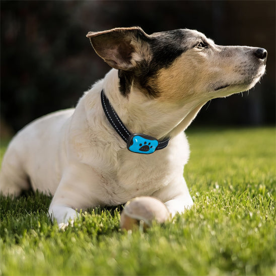 chien couché sur l'herbe portant collier de dressage pour chien Vibrato calm