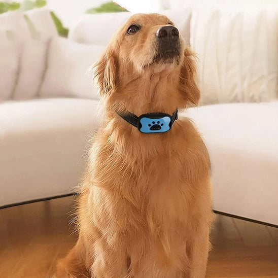 Golden retriever assis maison portant collier de dressage pour chien Vibrato calm