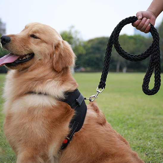 Golden Retriever assis portant laisse chien ergonomique noir