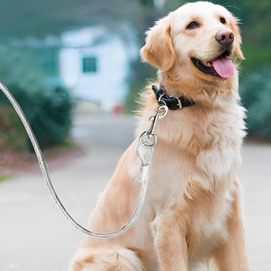 Golden Retriver assis portant laisse chien longue distance