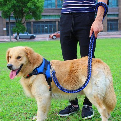 Golden Retriever au pied portant laisse pour chien