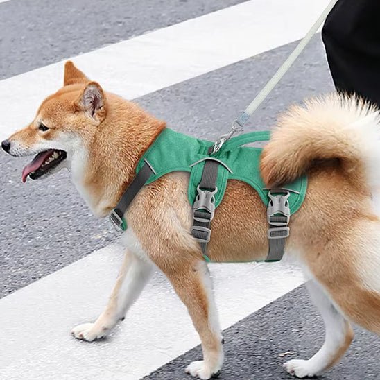 harnais pour chien anti-fuite sur chien traverssant la rue
