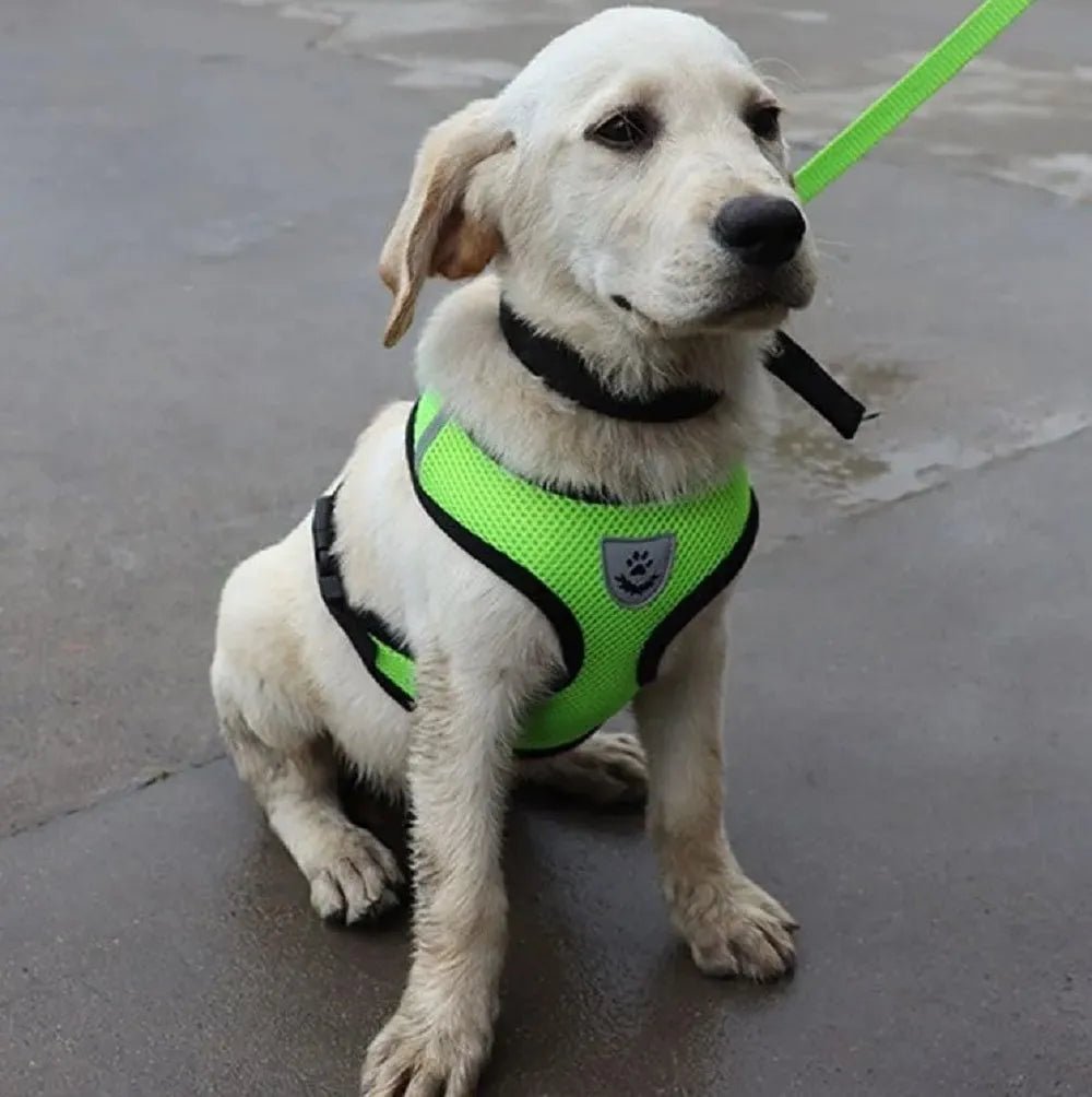 harnais pour chien DogHarnessLeadLeash vert