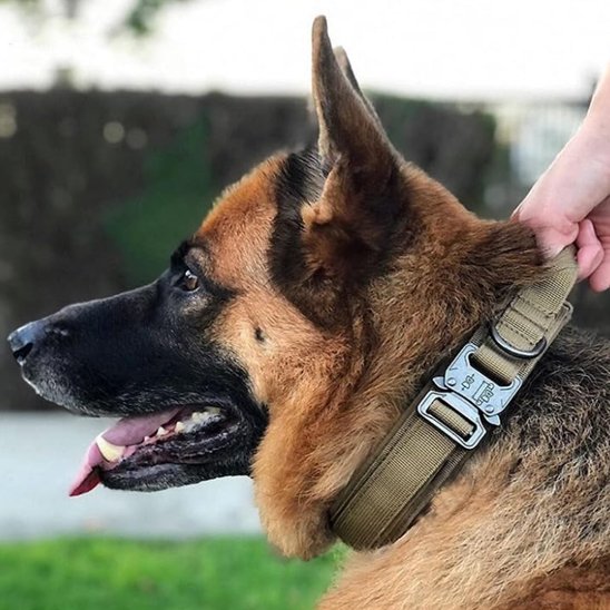 homme tient poignée collier pour chien tactique 3