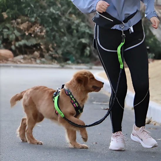jogging avec chien portant laisse canicross Elastic Run