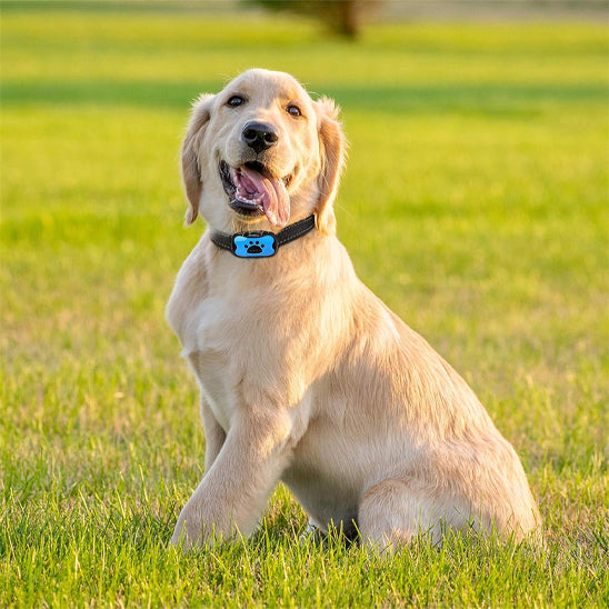 Labrador assis sur l'herbe portant collier de dressage pour chien Vibrato calm