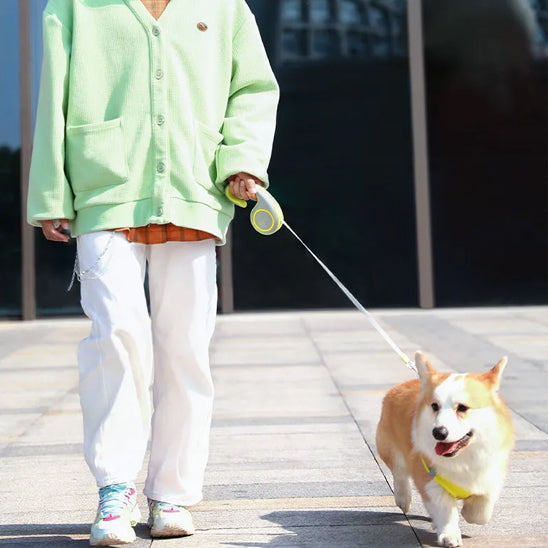 laisse enrouleur PuppyFreedom chien march