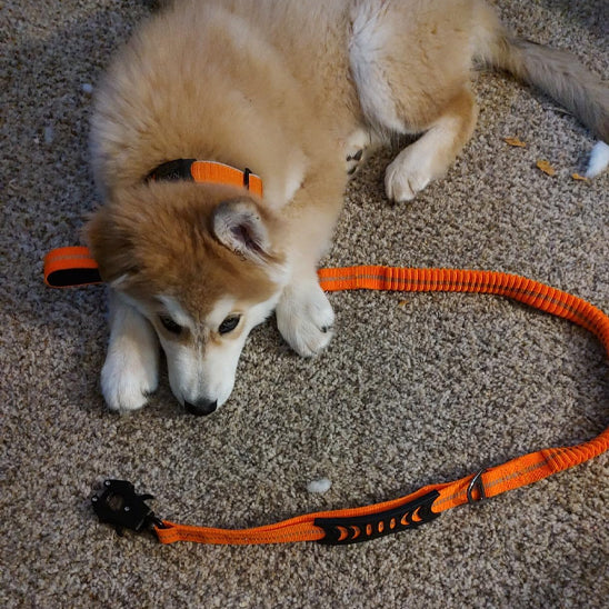 laisse pour chien husky couché