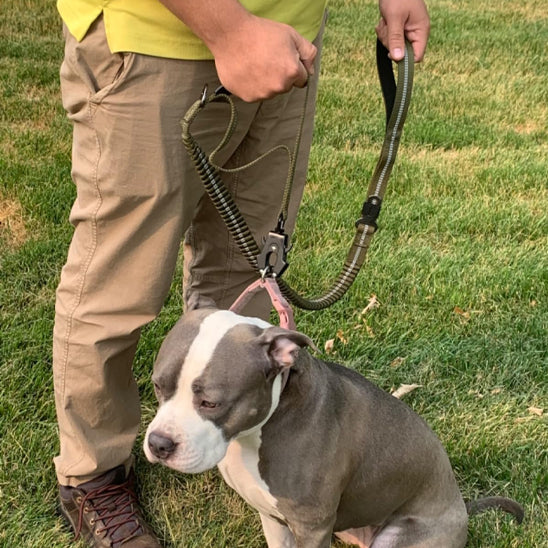 laisse pour chien pitbull- ssis