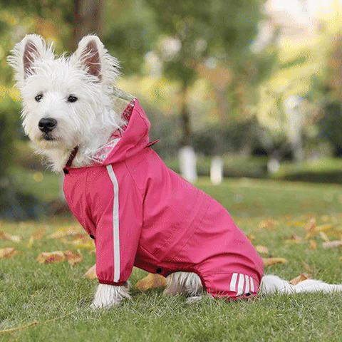 manteau-pour-chien-impermeable-reflechissant-gif