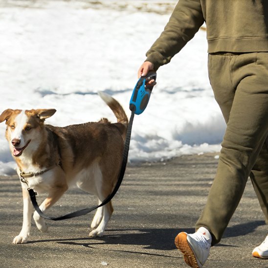 neige balade avec chien portant laisse pour chien FreedomFlex