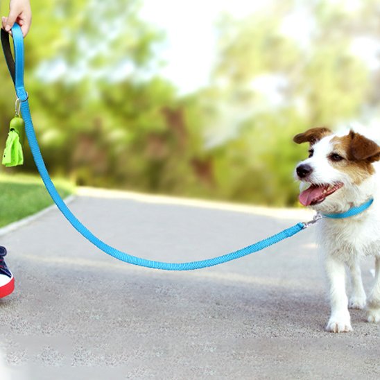 parc, chien portant laisse pour chien ErgoPro