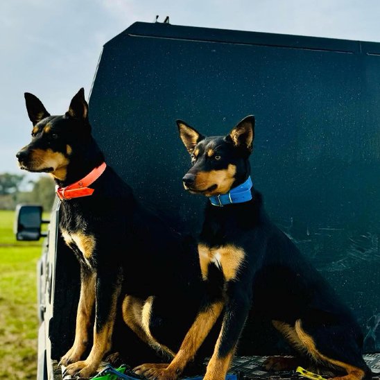 2 bergers portant colliers chien trendy