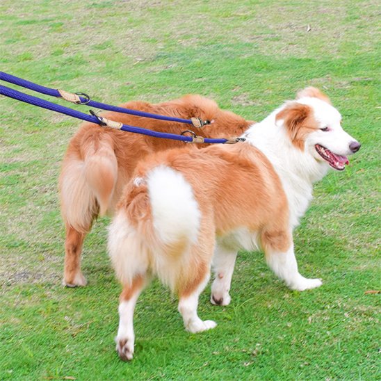 2 Border Collie portant laisse double pour chien
