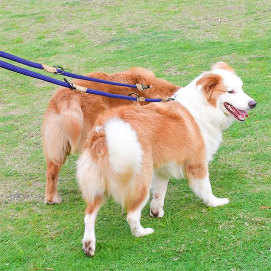 2 Border Collie portant laisse double pour chien