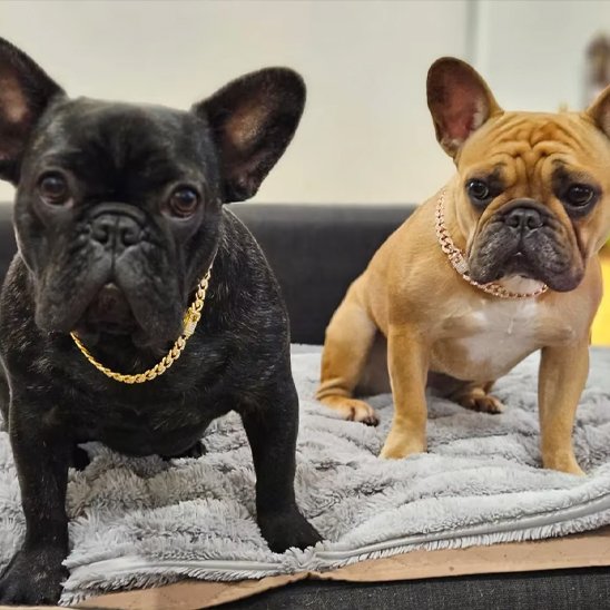 2 Bulldogs avec collier chien Spark