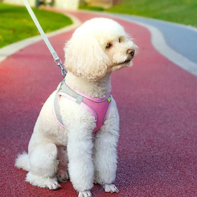 Chien blanc assis avec harnais pour petit chien confortable-rose