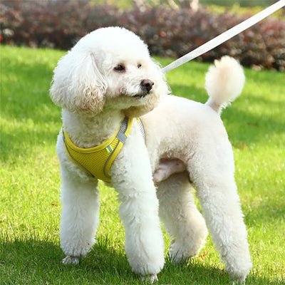Chien blanc avec harnais pour petit chien confortable-jaune
