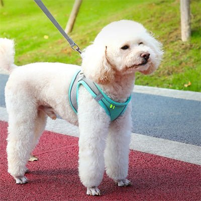 Chien blanc avec harnais pour petit chien confortable-vert