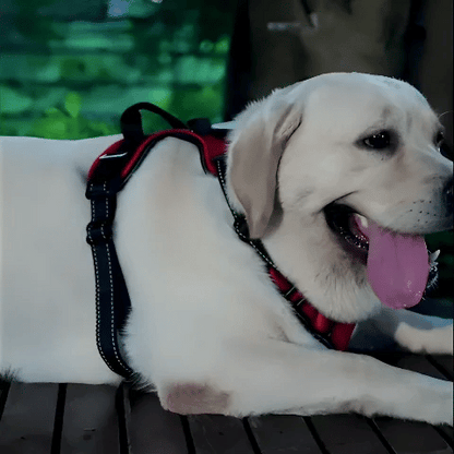 Harnais chien led