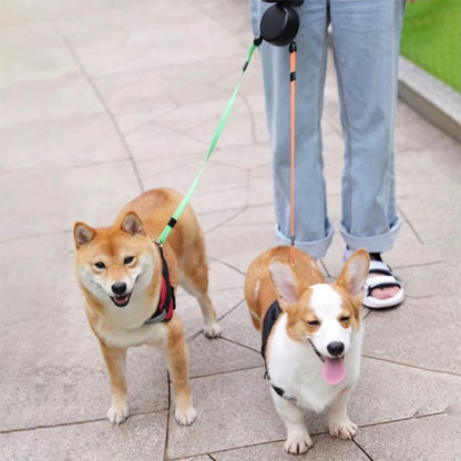 akita corgi balade avec laisse pour chien enrouleur double