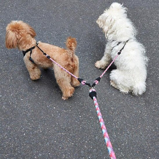 balade chiens portant laisse double chien duowalk