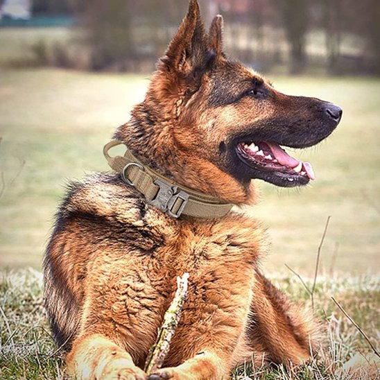Berger allemand couché portant collier pour chien tactique 1
