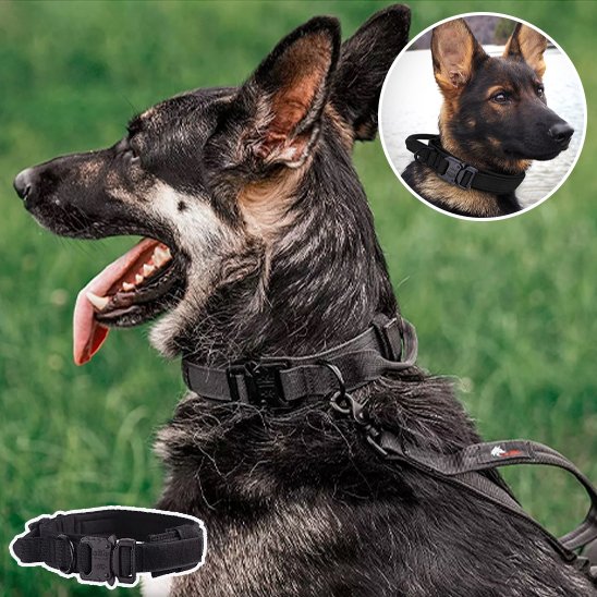 Berger allemand couché portant collier pour chien tactique 2 détails