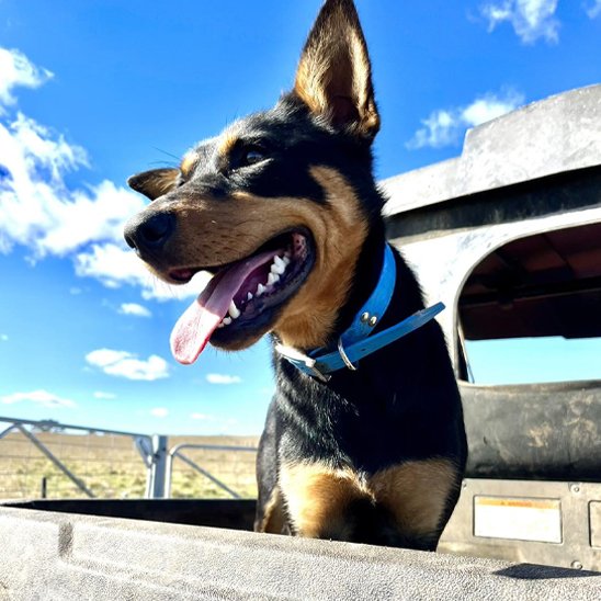 berger dans rémorque portant collier chien trendy bleu