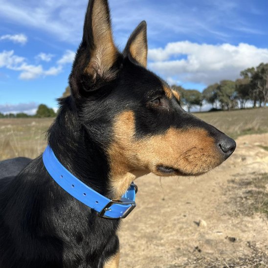 berger portant collier chien trendy bleu
