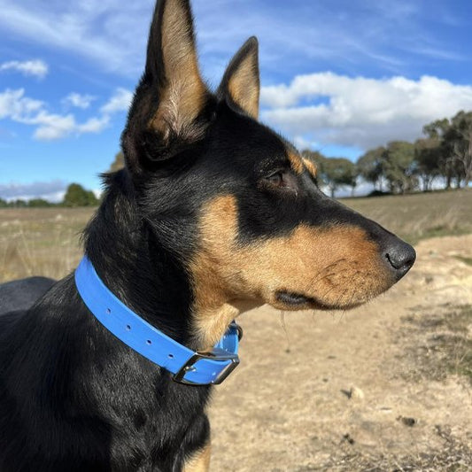 berger portant collier chien trendy bleu