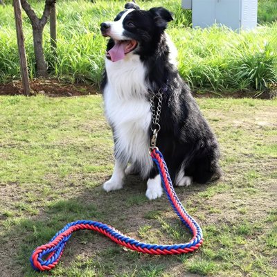 Border Collie assis portant laisse pour chien rouge-bleu