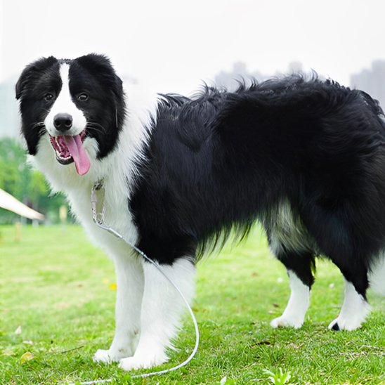 Border Collie portant laisse chien longue distance