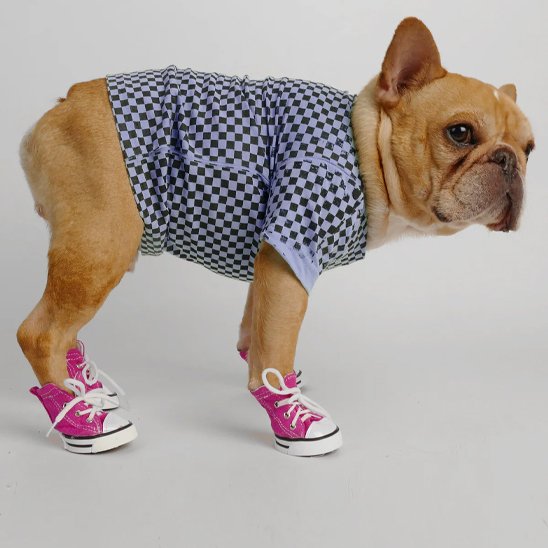 Buldog avec Chaussure Chien  All Protect 