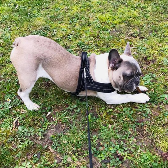 Bulldog avec harnais anti traction pour chien rembourré - noir