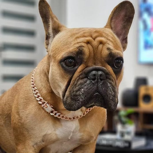 Bulldog avec collier chien Spark