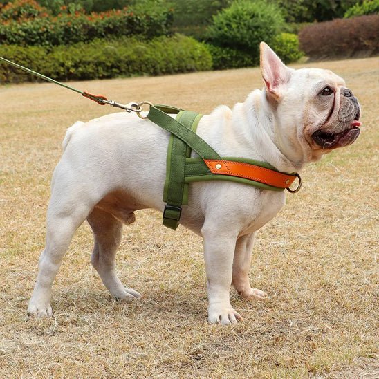 bulldog avec harnais chien anti traction profil