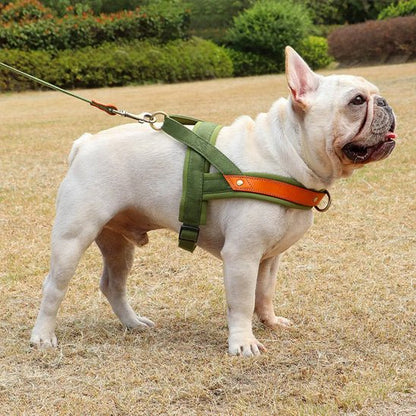 bulldog avec harnais chien anti traction profil