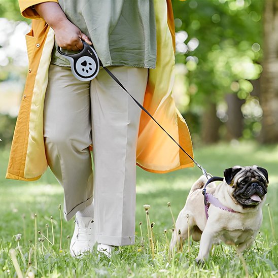 bulldog avec laisse enrouleur petsecure parc
