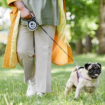 bulldog avec laisse enrouleur petsecure parc