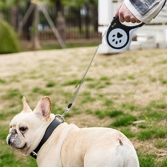 bulldog avec laisse enrouleur petsecure