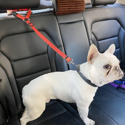 Bulldog portant laisse chien sécurité voiture