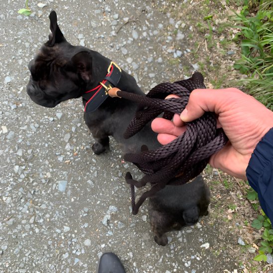 Bullgog francais balade portant laisse chien Ergotres