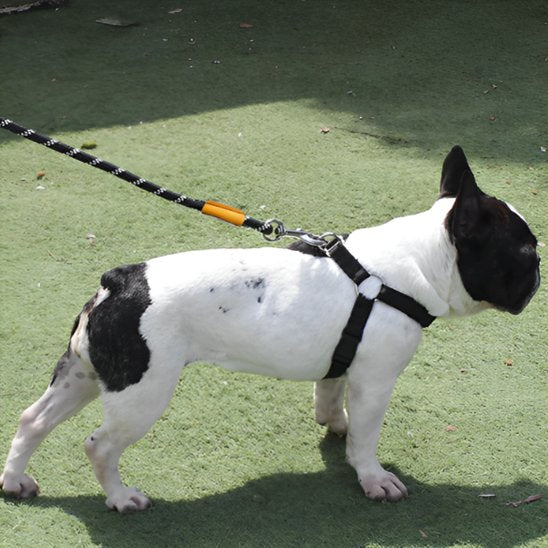 Bullgog francais marche avec laisse chien Ergotress