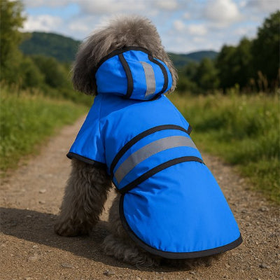 Caniche avec manteau pour chien imperméable bleu